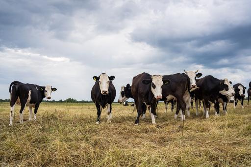 Ветслужба Ярославской области предупредила о лжеветеринарах в регионе