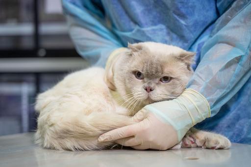 Московская ветакадемия ожидает рождения первых в России котят из пробирки