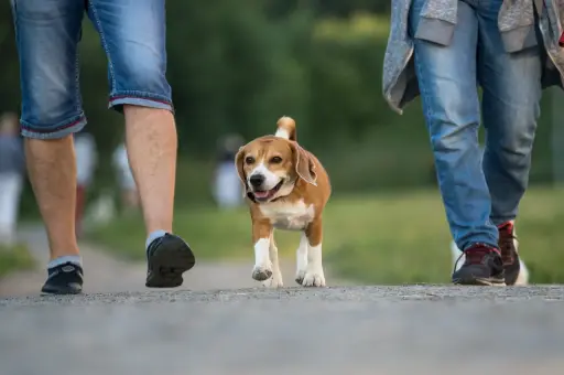 Сможешь отличить акиту от сиба-ину, не заглянув в Google? Тест для настоящих ценителей собак