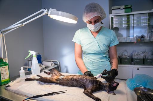 Слишком поздно: ветврач назвала главный вызов ветеринарной онкологии