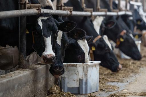 Как развивается тепловой стресс у сельхозживотных: что происходит с организмом