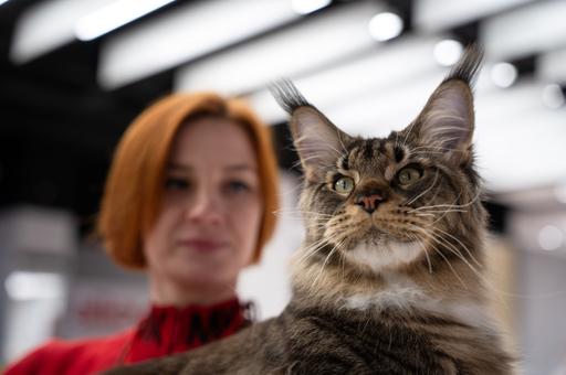 Что должно быть у каждого владельца питомца дома: чек-лист