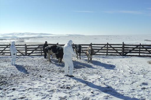Рост падежа скота зафиксирован в Бурятии на фоне засухи и нехватки кормов