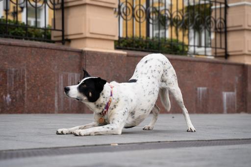 Собачий поклон: что означает этот жест и с чем его лучше не путать