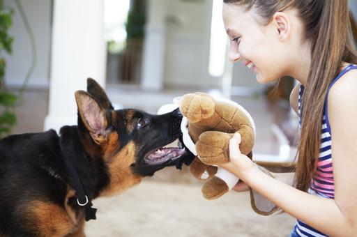 Пробуждаем инстинкты: основы занятий по курсингу для домашних условий