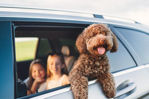 Весенние автотуры с питомцем: как организовать поездку без стресса и укачивания