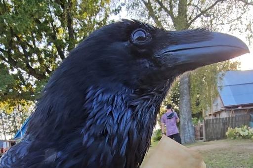 «Алло, здорово»: как знаменитый ворон Карлуша научился говорить и подшучивать — интервью