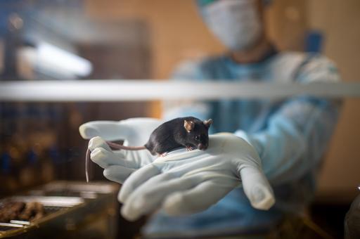 Новосибирский техуниверситет открыл виварий для доклинических исследований