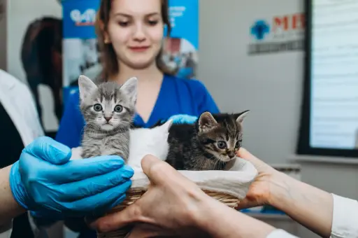 Котята будущего: в России впервые применили эмбриотрансфер у кошек